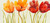 Otoole Tim Riga dei tulipani I Floreale cm80X180 Immagine su CARTA TELA PANNELLO CORNICE Orizzontale