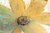 OToole Tim Floral Spirit II Floreale cm78X118 Immagine su CARTA TELA PANNELLO CORNICE Orizzontale