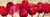Ann Cynthia Tulipani rossi Floreale cm70X205 Immagine su CARTA TELA PANNELLO CORNICE Orizzontale