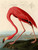 Audubon John James Rosso Americano Flamingo Animali cm100X76 Immagine su CARTA TELA PANNELLO CORNICE Verticale