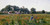 Boesen Johannes Gathering Fiori selvatici Paesaggio cm84X171 Immagine su CARTA TELA PANNELLO CORNICE Orizzontale