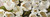 Sanna Leonardo Tulipani bianchi Floreale cm70X205 Immagine su CARTA TELA PANNELLO CORNICE Orizzontale