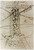 Da Vinci Leonardo Disegno di una macchina volante Architettura cm100X68 Immagine su CARTA TELA PANNELLO CORNICE Verticale