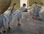 Degas Edgar Ballerini alle prove Danza cm70X91 Immagine su CARTA TELA PANNELLO CORNICE Orizzontale