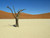 Archivio Dune di sabbia a secco albero del deserto Paesaggio cm52X68 Immagine su CARTA TELA PANNELLO CORNICE Orizzontale