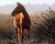 Saiu Giovanni Cavallo selvaggio marrone al tramonto Animali cm89X112 Immagine su CARTA TELA PANNELLO CORNICE Orizzontale