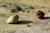 Saiu Giovanni Boulder famiglia Bosa sardegna mare Costiero cm73X109 Immagine su CARTA TELA PANNELLO CORNICE Orizzontale