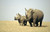 Hoenderkamp Patrick famiglia Rhino Animali cm68X105 Immagine su CARTA TELA PANNELLO CORNICE Orizzontale
