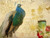 Stampa su tela Poster Allen Kimberly Pavone da cartolina Animali Orizzontale