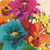Stampa su tela Poster AndersonJocelyn Fiori della pop art II Floreale Quadrata