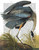 Stampa su tela Poster Fab Funky Airone cenerino 1 Animali e natura Verticale
