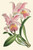 Stampa su tela Poster Vision Studio Orchidea delicata III Floreale Verticale Stampa su tela Poster Vision Studio Orchidea delicata III Floreale Verticale