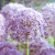 Stampa su tela Poster Frank Assaf Fiori colorati di anemone in giardino Floreale Quadrata