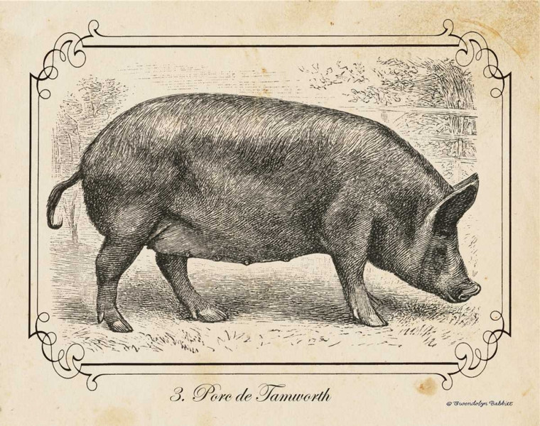 Babbitt Gwendolyn Farm Pig I Animali cm50X64 Immagine su CARTA TELA PANNELLO CORNICE Orizzontale