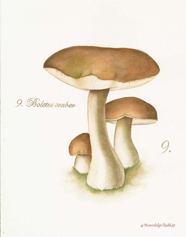Babbitt Gwendolyn Mushroom II Cibo cm64X50 Immagine su CARTA TELA PANNELLO CORNICE Verticale