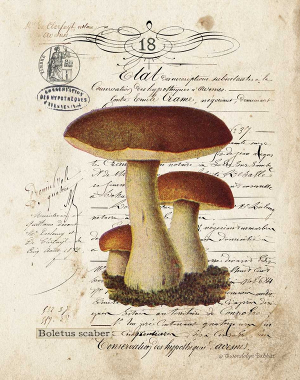 Babbitt Gwendolyn Mushroom II Natura cm54X43 Immagine su CARTA TELA PANNELLO CORNICE Verticale