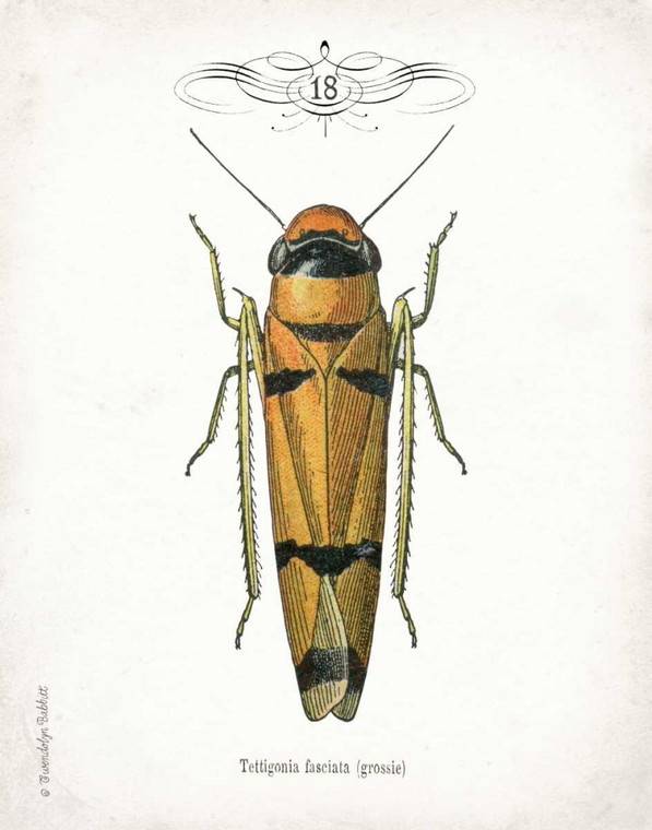 Babbitt Gwendolyn Beetle II Natura cm64X50 Immagine su CARTA TELA PANNELLO CORNICE Verticale