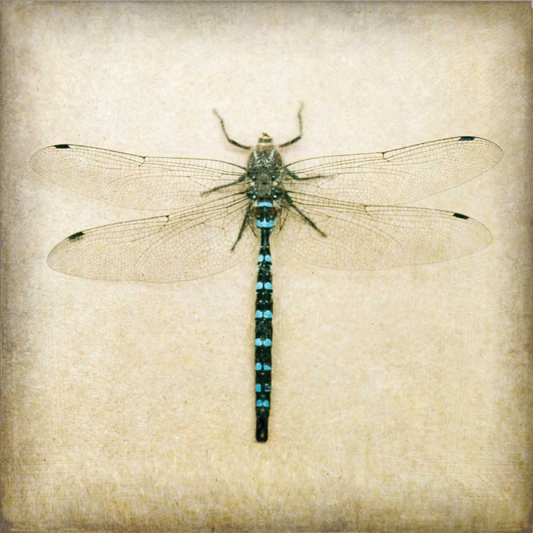 Melious Amy Dragonfly I Animali cm41X41 Immagine su CARTA TELA PANNELLO CORNICE Quadrata