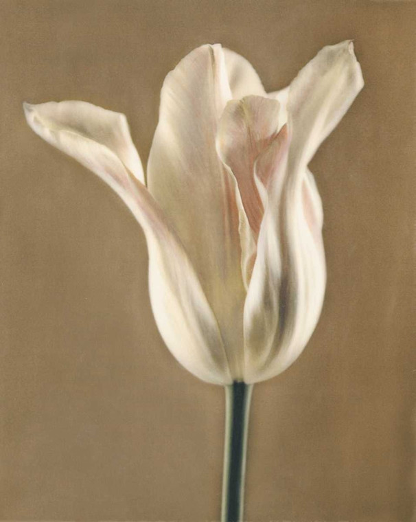 Melious Amy Lumiere Tulip I francese del paese cm48X38 Immagine su CARTA TELA PANNELLO CORNICE Verticale