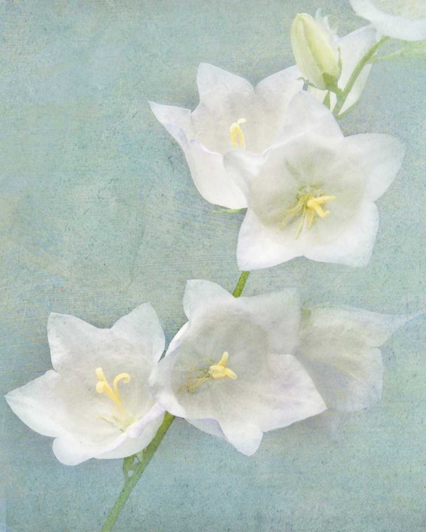 Melious Amy Aqua Floral IV Floreale cm50X41 Immagine su CARTA TELA PANNELLO CORNICE Verticale