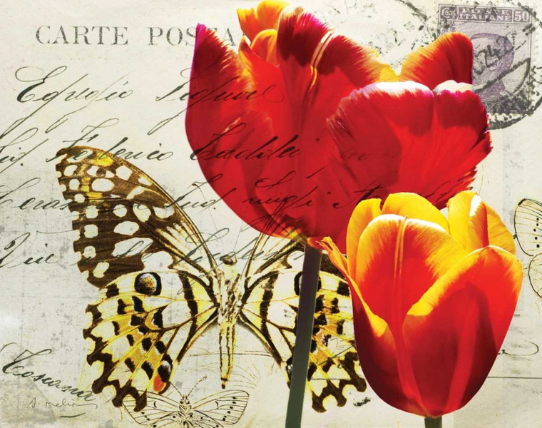 Melious Amy Cartoline Tulip II Floreale cm50X64 Immagine su CARTA TELA PANNELLO CORNICE Orizzontale