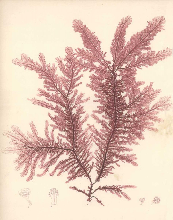 Poloson Kimberly Red botanico Study IV Natura morta cm70X54 Immagine su CARTA TELA PANNELLO CORNICE Verticale