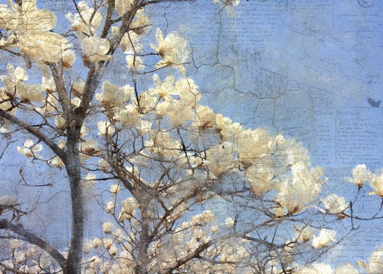 Allen Kimberly Magnolia sogno Botanico cm82X115 Immagine su CARTA TELA PANNELLO CORNICE Orizzontale