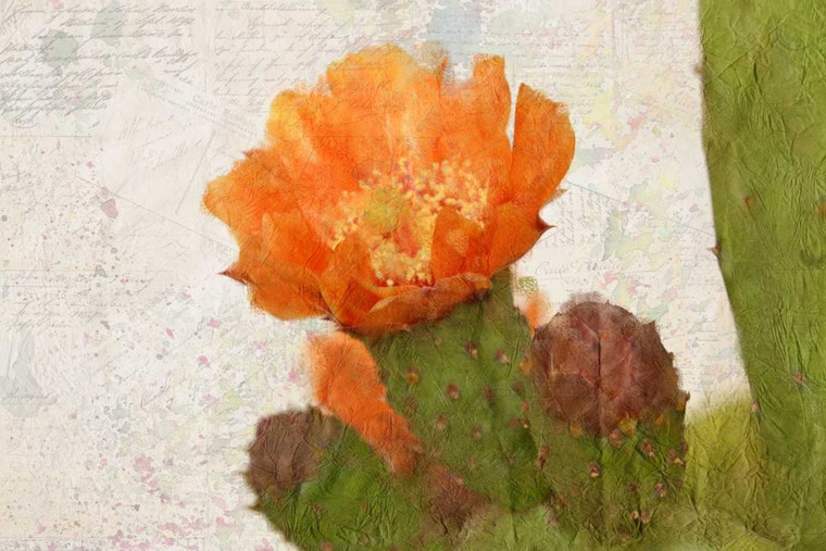 Allen Kimberly cactus Flower Botanico cm34X52 Immagine su CARTA TELA PANNELLO CORNICE Orizzontale