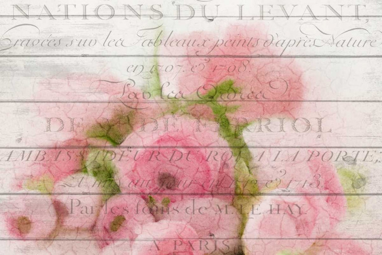 Allen Kimberly Roses a Parigi europeo cm73X109 Immagine su CARTA TELA PANNELLO CORNICE Orizzontale