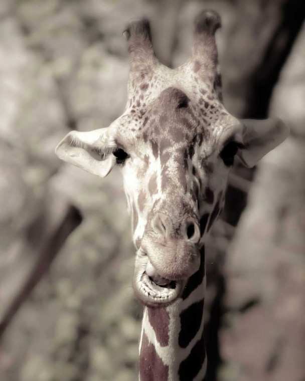 Davis Ashley Giraffe Whats Up Animali cm45X36 Immagine su CARTA TELA PANNELLO CORNICE Verticale