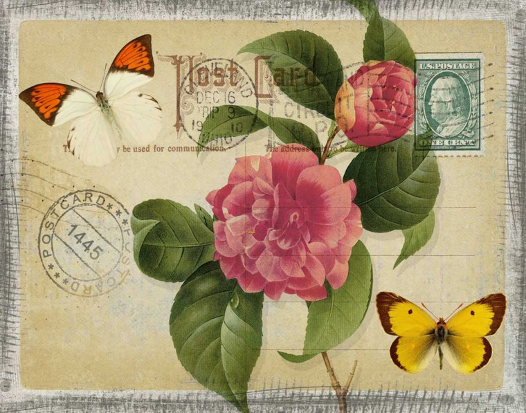 Greene Taylor VINTAGE BUTTERFLY CARTOLINA I Animali cm50X64 Immagine su CARTA TELA PANNELLO CORNICE Orizzontale