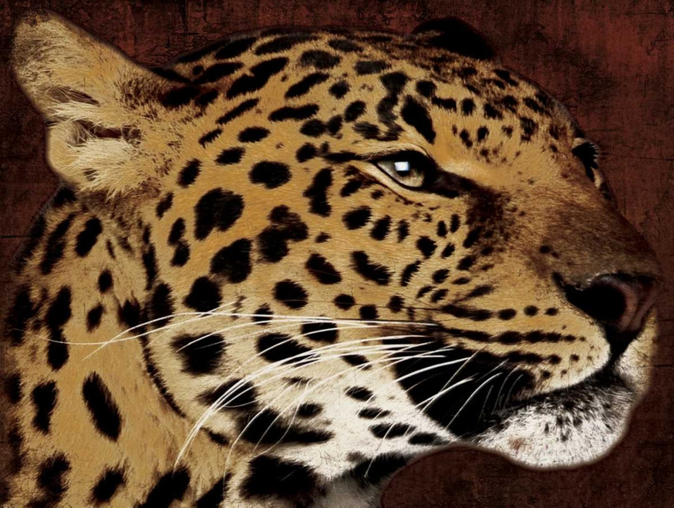 Grey Jace Leopardo Animali cm54X73 Immagine su CARTA TELA PANNELLO CORNICE Orizzontale