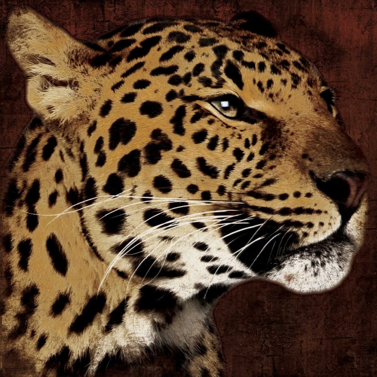 Grey Jace Leopardo Animali cm54X54 Immagine su CARTA TELA PANNELLO CORNICE Quadrata