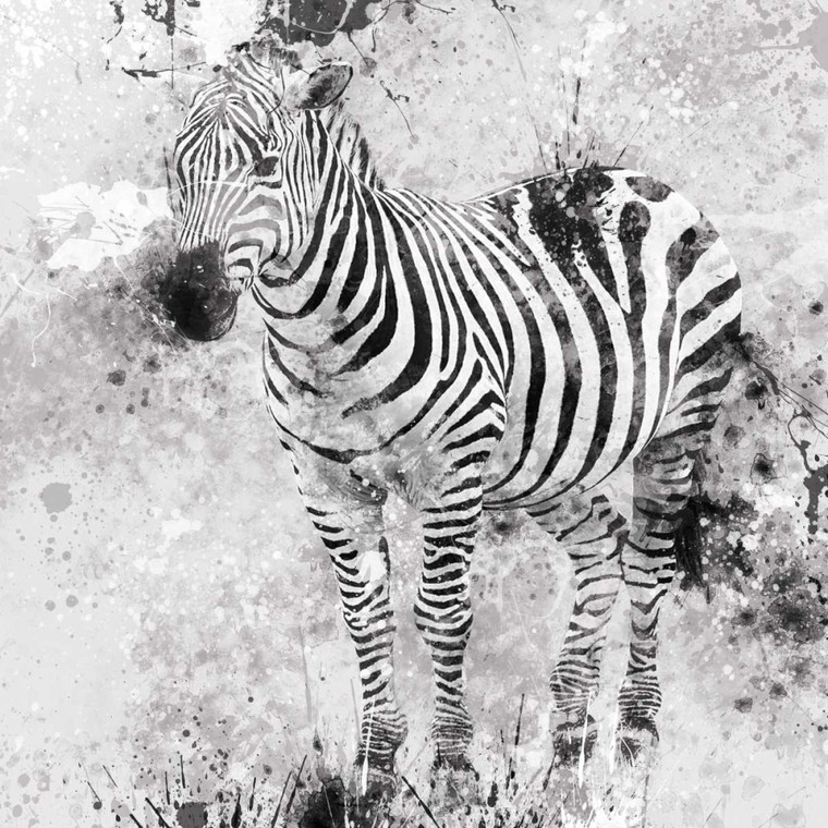 Robinson Carol Zebra e Nero bianco cm73X73 Immagine su CARTA TELA PANNELLO CORNICE Quadrata