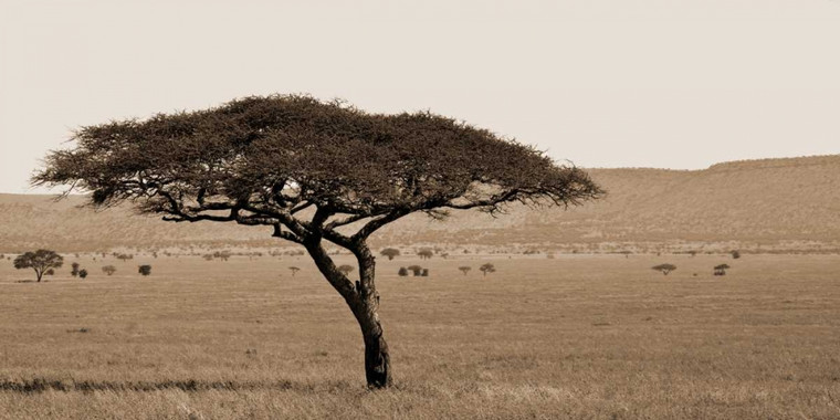 Maihara/Watt Jeff/Boyce Serengeti Horizons I Paesaggio cm54X109 Immagine su CARTA TELA PANNELLO CORNICE Orizzontale