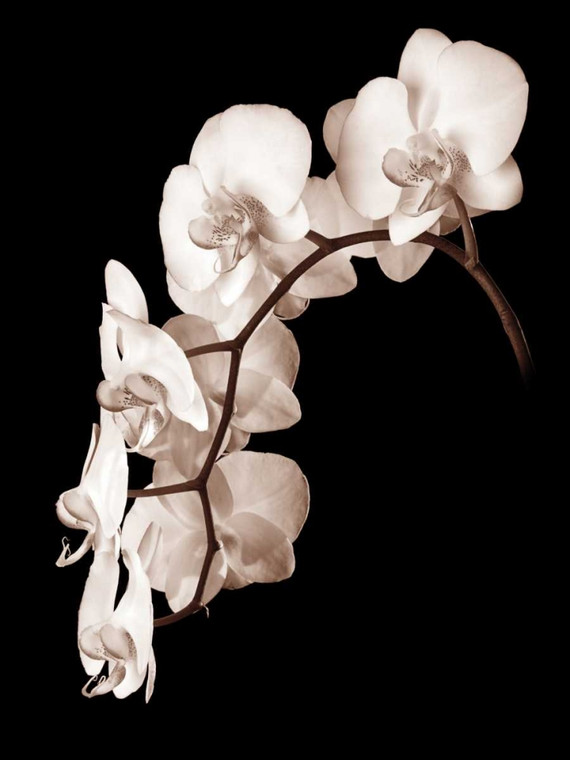 Rehner John Orchid Danza II Floreale cm109X82 Immagine su CARTA TELA PANNELLO CORNICE Verticale
