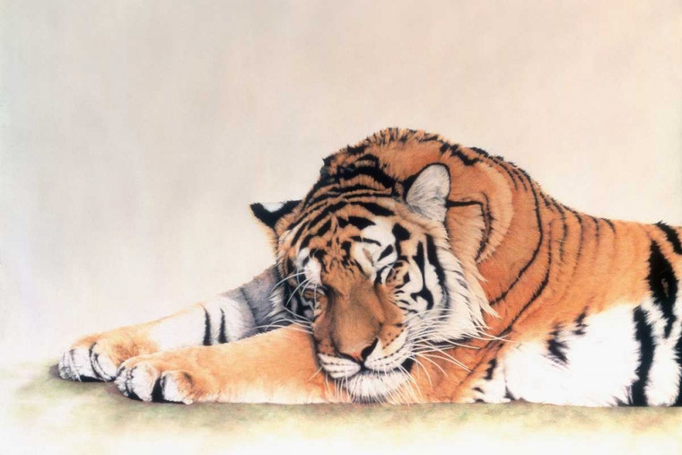 Henderson Jan tigre di sonno Animali cm73X109 Immagine su CARTA TELA PANNELLO CORNICE Orizzontale