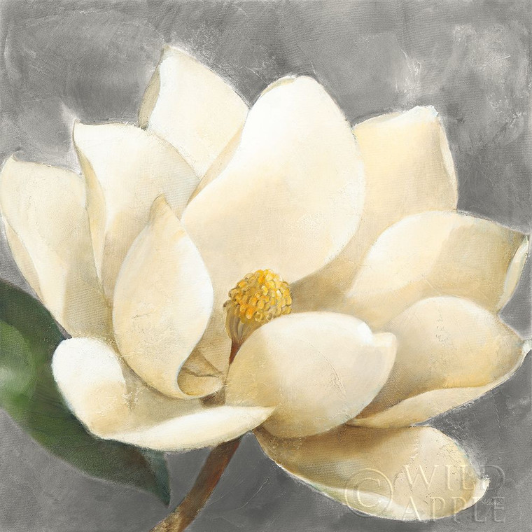 Hristova Albena Magnolia Blossom su Grey Floreale cm79X79 Immagine su CARTA TELA PANNELLO CORNICE Quadrata