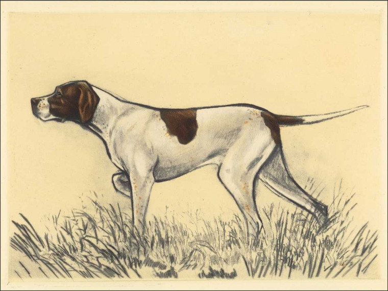 Collot Andres Cani da caccia Pointer Animali cm41X54 Immagine su CARTA TELA PANNELLO CORNICE Orizzontale