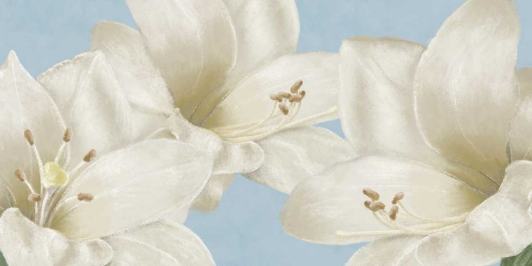 Linda Wood Bianco Amaryllis III europeo cm84X171 Immagine su CARTA TELA PANNELLO CORNICE Orizzontale