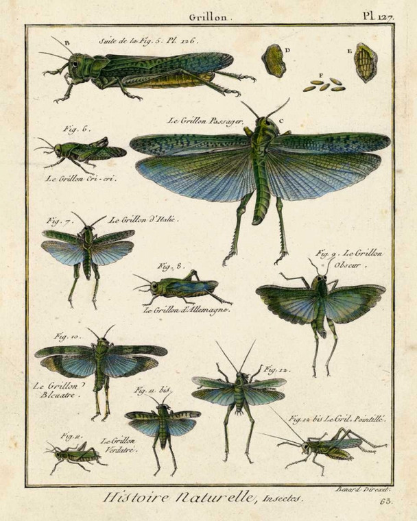 Diderot Insetti di Storia Naturale II Animali & Natura cm91X73 Immagine su CARTA TELA PANNELLO CORNICE Verticale