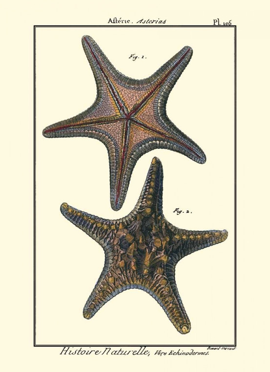 Diderot Denis Sea Shells XII Costiero cm50X36 Immagine su CARTA TELA PANNELLO CORNICE Verticale