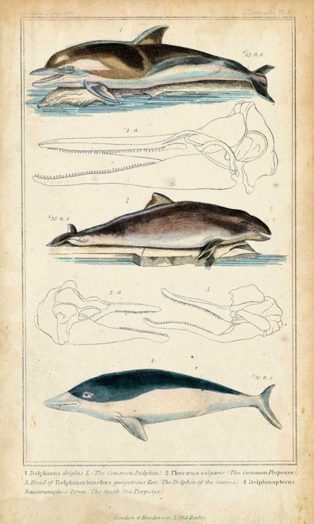G. Henderson Antique Whale and Dolphin Study II Costiero cm137X82 Immagine su CARTA TELA PANNELLO CORNICE Verticale