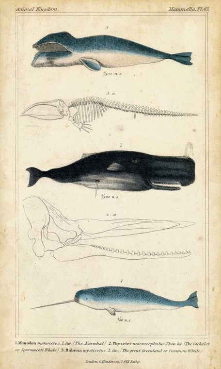 G. Henderson Antique Whale and Dolphin Study III Costiero cm137X82 Immagine su CARTA TELA PANNELLO CORNICE Verticale