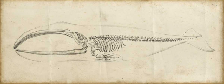 Harper Ethan Whale Study I Animali cm54X146 Immagine su CARTA TELA PANNELLO CORNICE Orizzontale