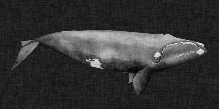 Popp Grace Inverted Whale II Animali cm54X109 Immagine su CARTA TELA PANNELLO CORNICE Orizzontale