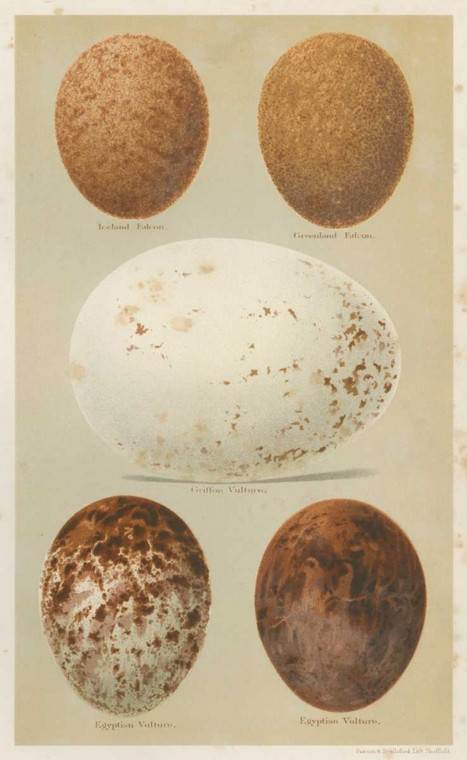 Seehohm Henry Antique Uccello Egg Study III Animali cm118X73 Immagine su CARTA TELA PANNELLO CORNICE Verticale