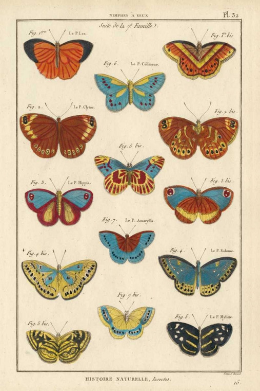 Unknown Di storia naturale farfalle I Animali cm109X73 Immagine su CARTA TELA PANNELLO CORNICE Verticale