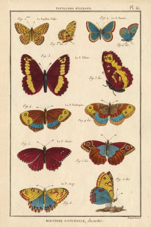 Unknown Di storia naturale Farfalle IV Animali cm109X73 Immagine su CARTA TELA PANNELLO CORNICE Verticale