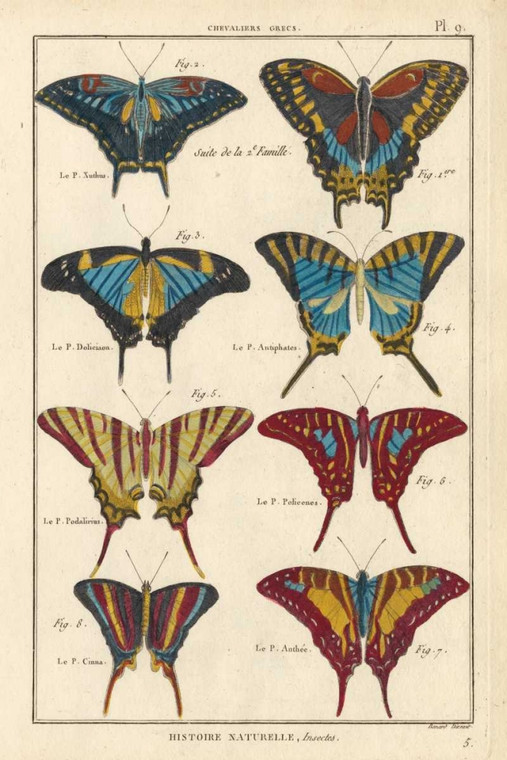 Unknown Di storia naturale farfalle VI Animali cm109X73 Immagine su CARTA TELA PANNELLO CORNICE Verticale